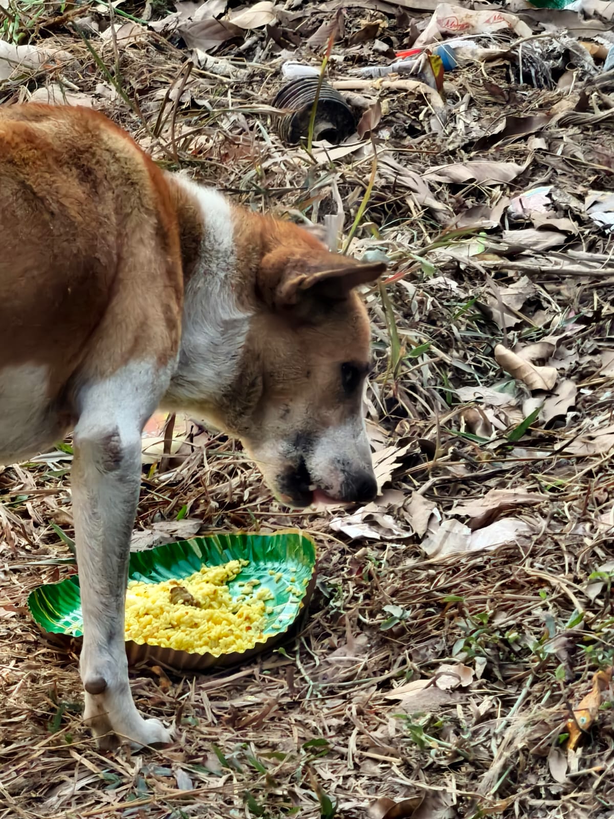 Dog Feeding